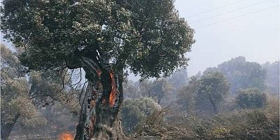 İzmir ve Manisada 182 Adet  Orman Dışı
