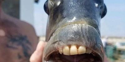 Nadir Bulunan Bir Tür: İnsan Dişli Balık Şaşırttı!