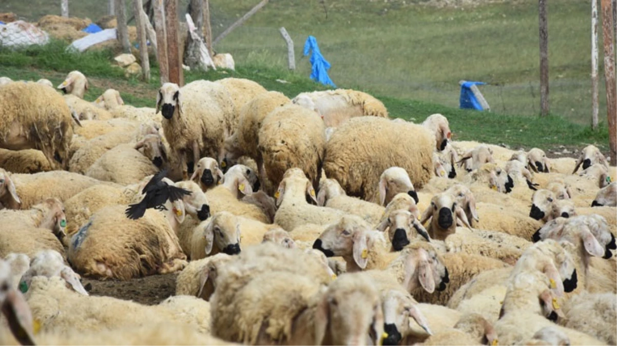 40 bin TL'ye çoban bulamayan köylüler, hayvanlarını satmaya başladı