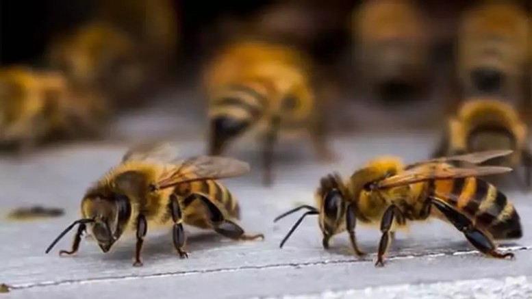 ABD'nin Robot Sineklerine Karşı Çin'den Casus Arılar Adımı
