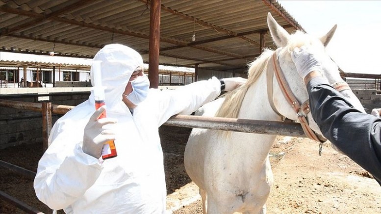 Türkiye'de Denendi, Büyük Başarı:  Kovid-19'a Karşı Atlar Antikor Üretti