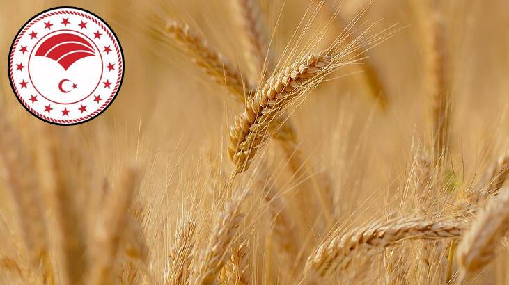 Bakanlıktan 'Türkiye Hindistan'dan buğday ithal ediyor' iddiasına yalanlama