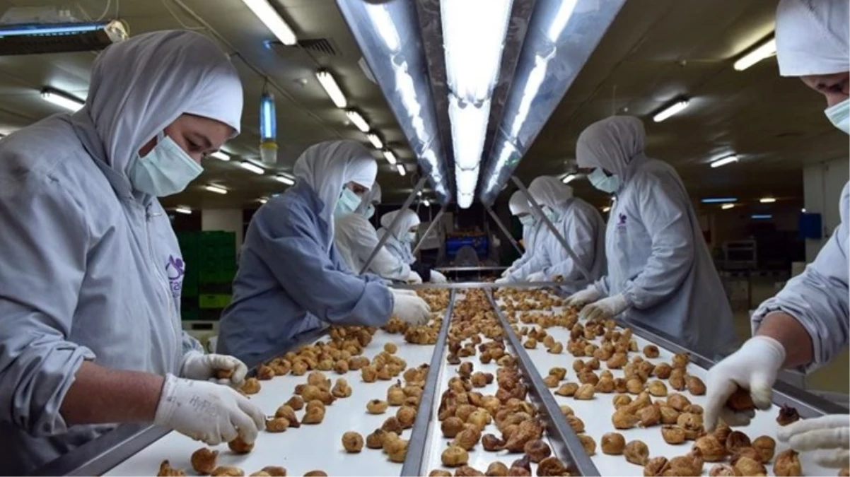 Kuru incir ihracatı son 11 ayda Türkiye'ye 241 milyon dolar kazandırdı