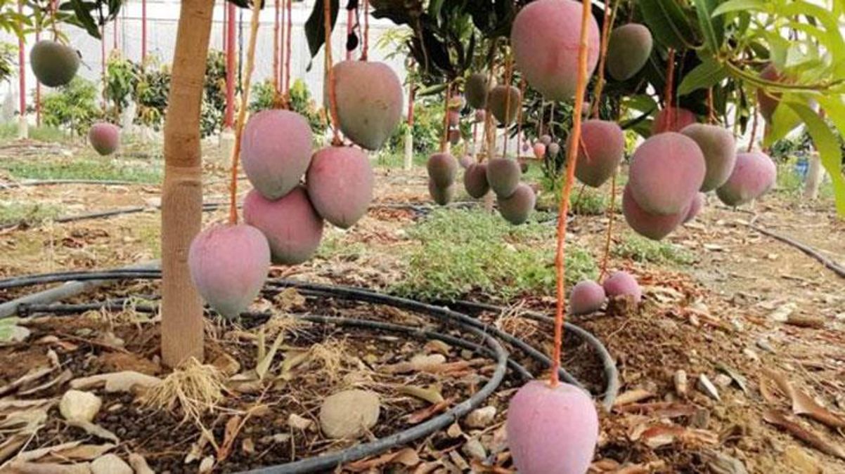 Mango üreticilerin yeni gözdesi oldu! Tek bir ağacından 190 bin TL kazanılabiliyor