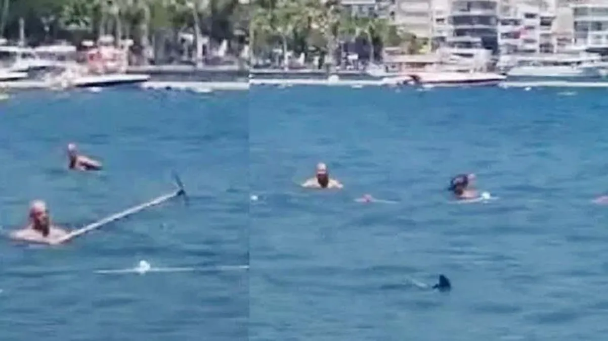 Marmaris'te vatandaşların köpek balığı sanarak paspas sopasıyla vurduğu canlı Akdeniz zarganası çıktı