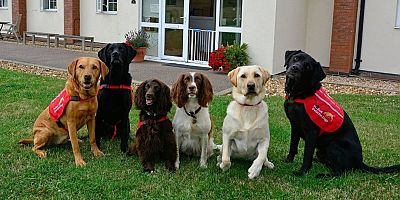 Alman Araştırmacılar Eğitmeyi Başardı: Narkotik Köpekleri Koronavirüsü Tespit Edebiliyor!
