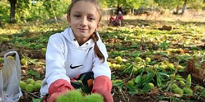 Aydın'da Kestane Hasat Sezonu Başladı