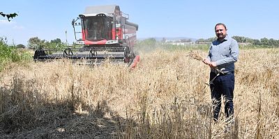 İlk Defa Belediye Arazisinde Buğday Hasadına Başlandı