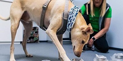 Köpekler Kovid-19'u Testlerden Daha Hızlı Tespit Etti