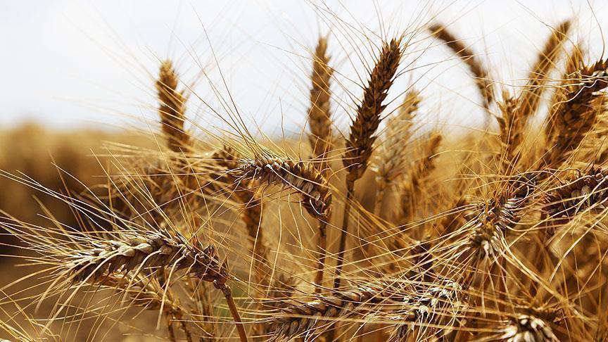 Tescilli tarla ve bahçe bitkilerinin sayısı belli oldu